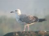 Yellow-legged Gull at Paglesham Lagoon (Steve Arlow) (31505 bytes)